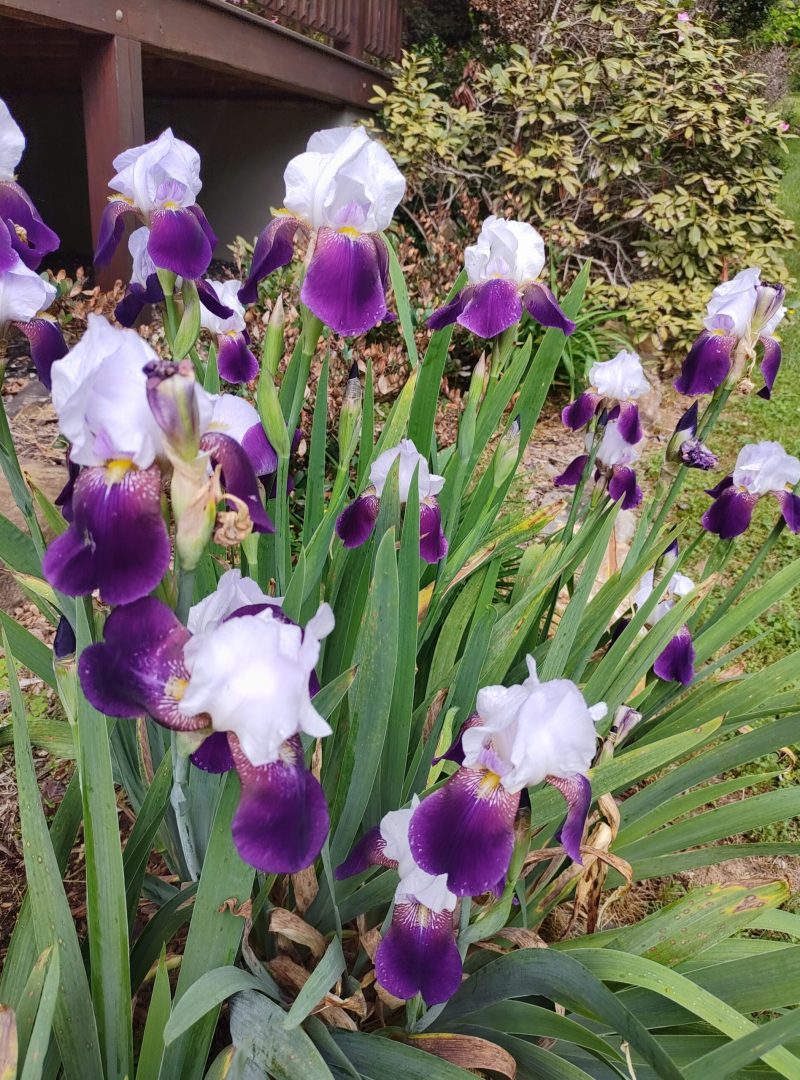 IMG_20220506_095518_hdr